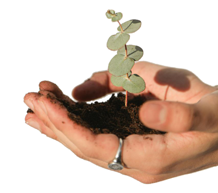 Diatomite Soil and Plant