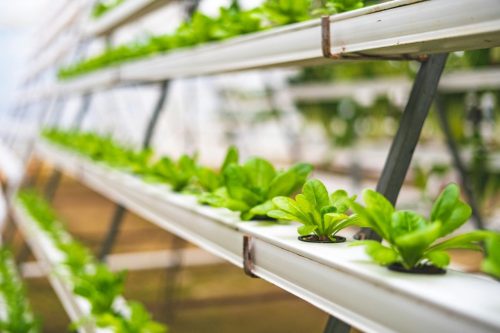 DIATOMITE USAGE IN AGRICULTURE